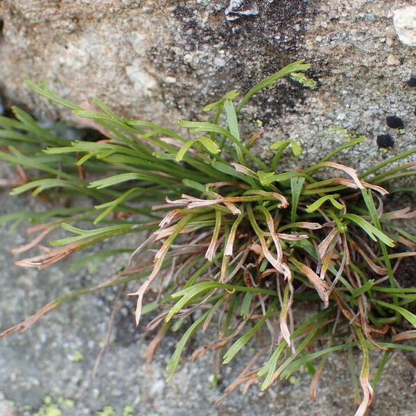 Asplenium septentrionale Агульны выгляд