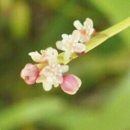 Homalocladium platycladum Flower