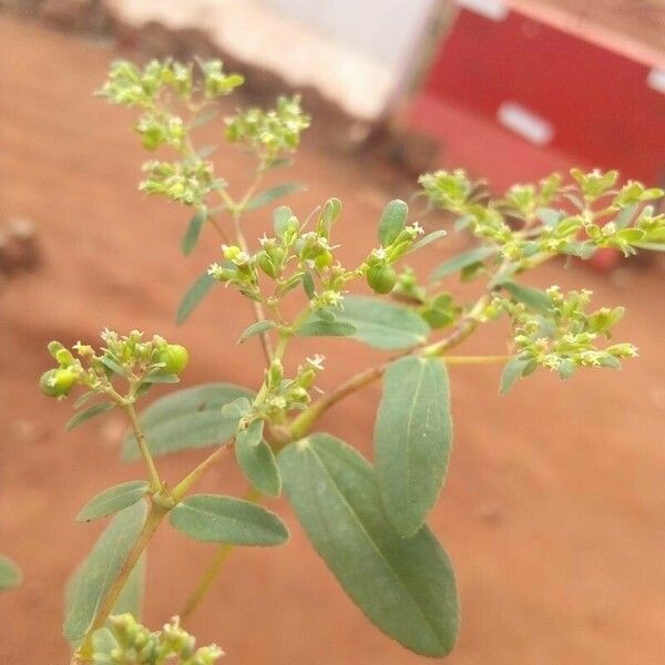 Euphorbia hyssopifolia 果実