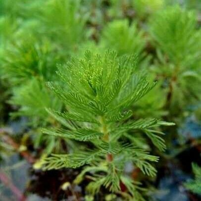 Elodea densa Folio