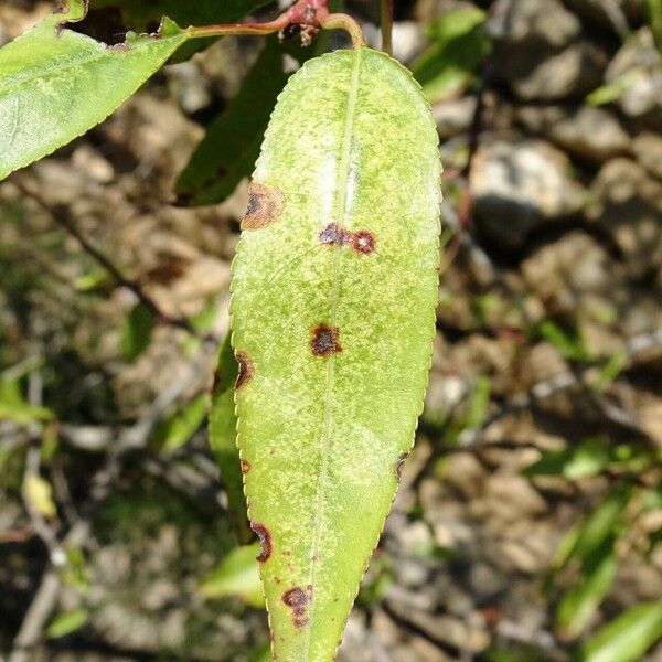 Prunus dulcis Blad