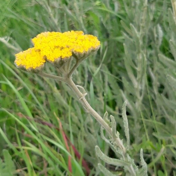 Achillea coarctata Flower