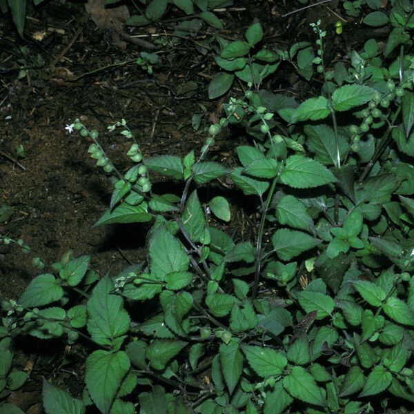 Priva lappulacea Habit