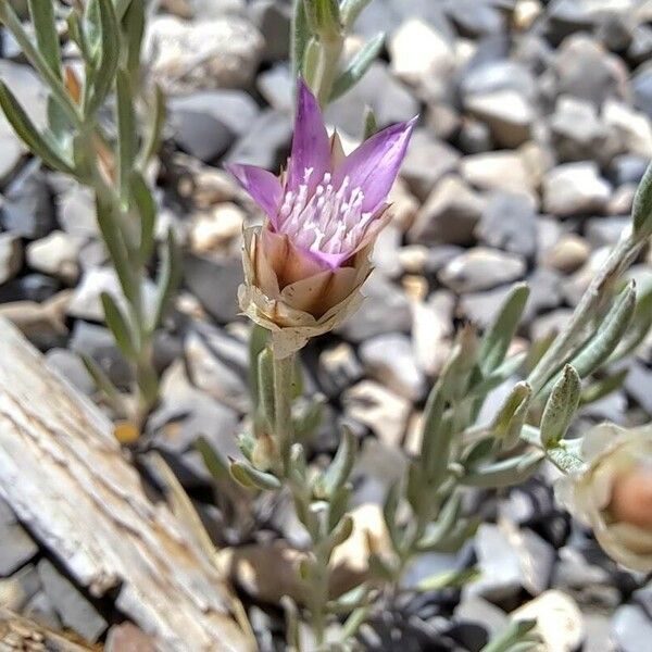 Xeranthemum inapertum Flower