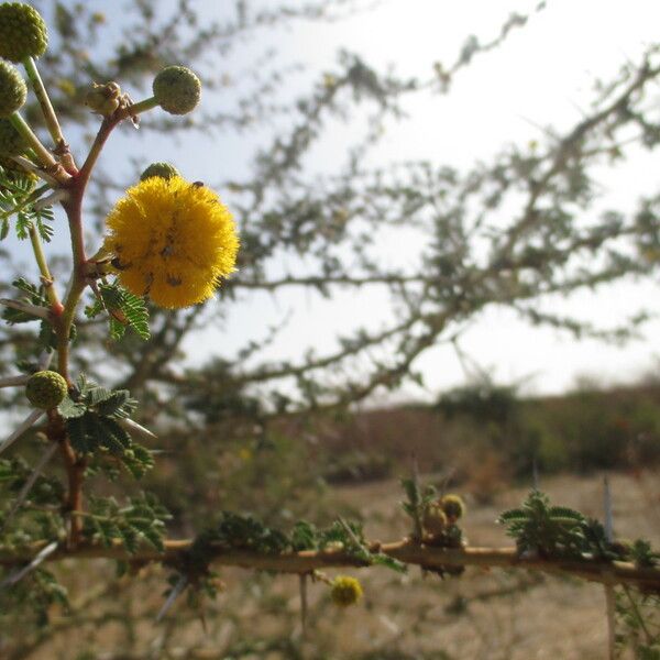 Acacia ehrenbergiana Other