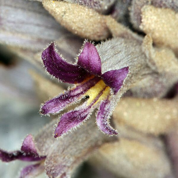 Orobanche cooperi Цветок