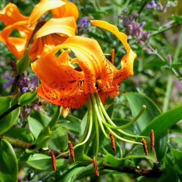 Lilium henryi Floare