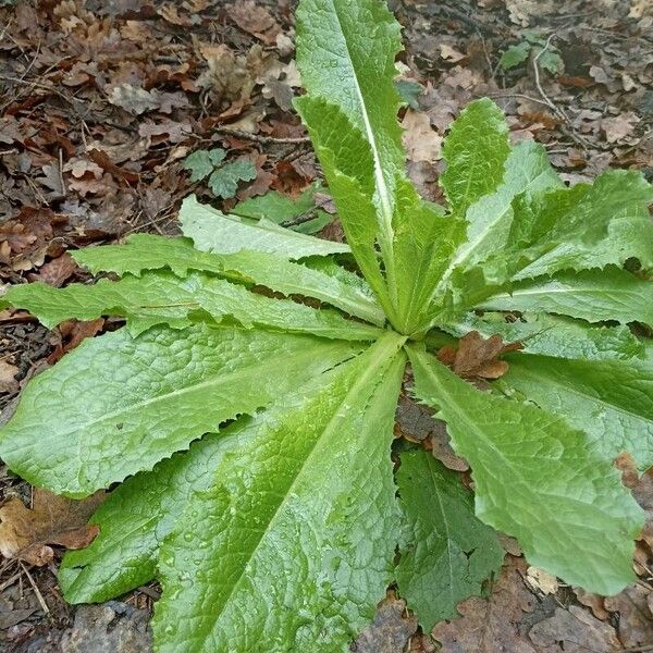 Lactuca virosa Leaf