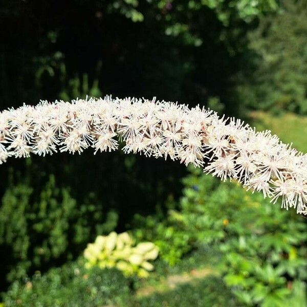 Actaea racemosa Flor