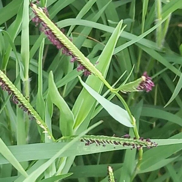 Paspalum distichum Flor