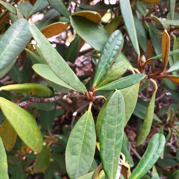 Rhododendron fulvum Leaf