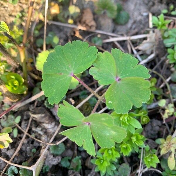 Aquilegia vulgaris Leaf