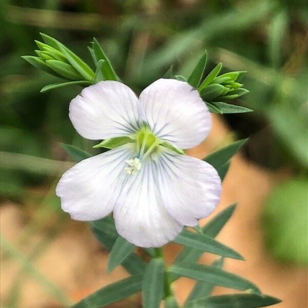 Linum bienne ফুল