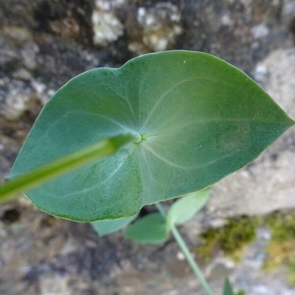 Blackstonia perfoliata पत्ता