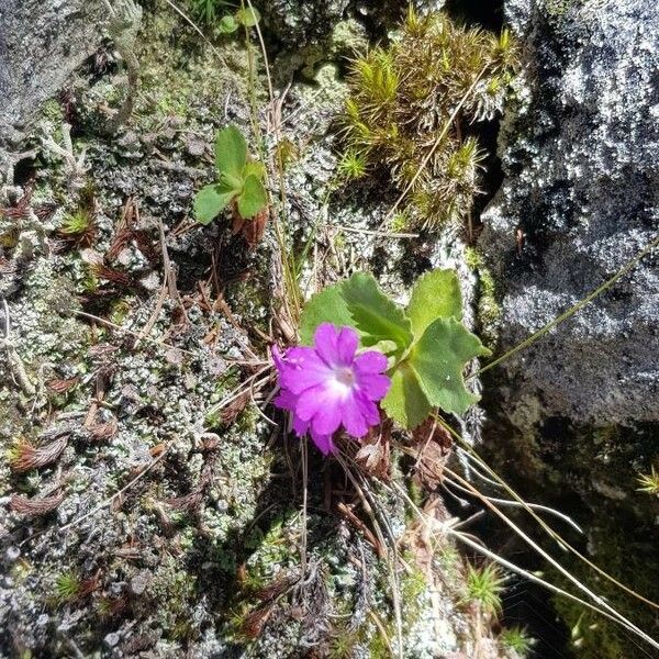 Primula hirsuta Cvet