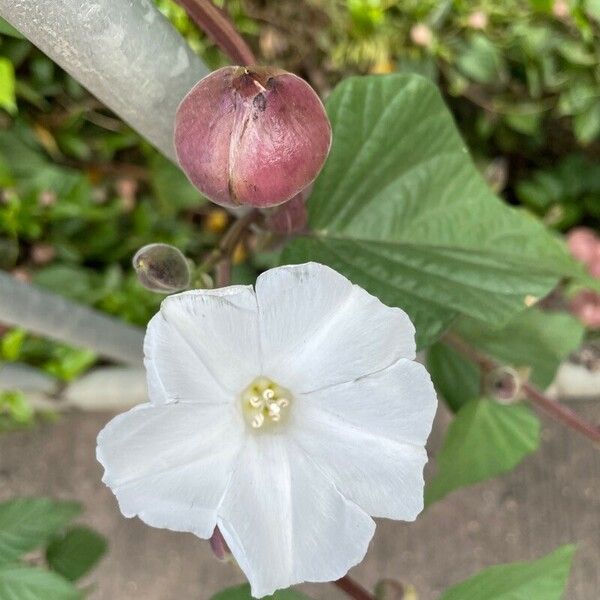 Operculina turpethum Flower