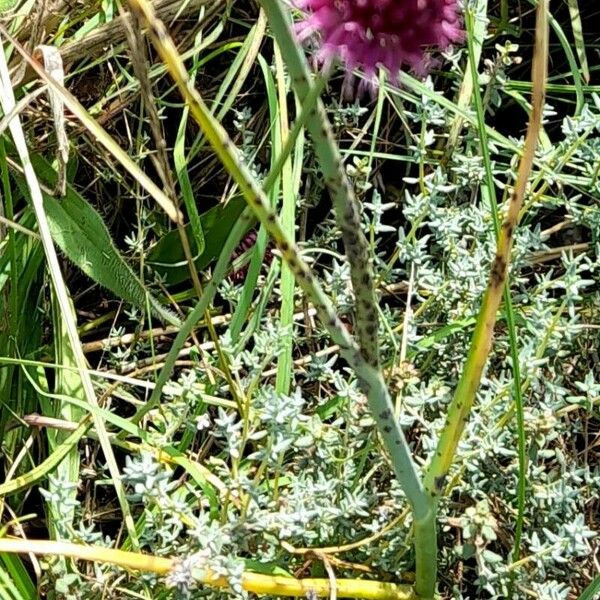 Allium sphaerocephalon Kora