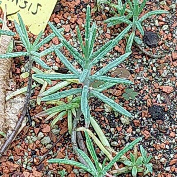 Kalanchoe delagoensis Blad