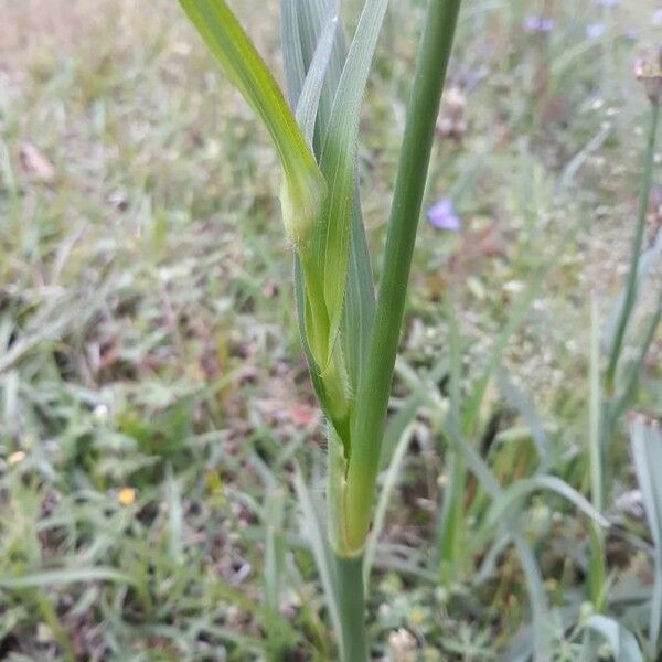 Tradescantia ohiensis ᱪᱷᱟᱹᱞᱤ