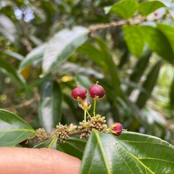 Piparea dentata Fruchs