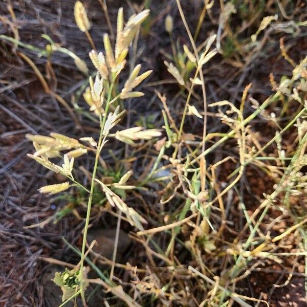 Eragrostis cilianensis फूल