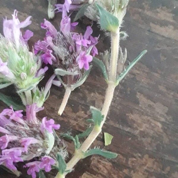 Thymus dolomiticus Leaf