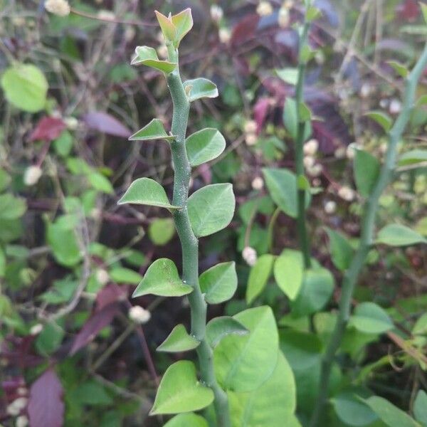 Euphorbia tithymaloides Foglia