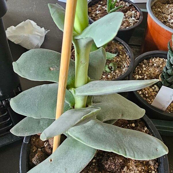 Crassula perfoliata Folio