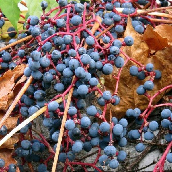 Parthenocissus quinquefolia Fruitua