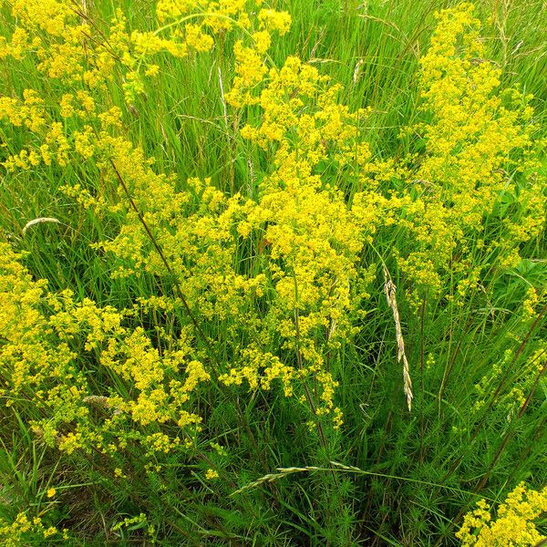 Galium verum Flor