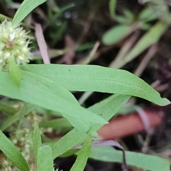 Rumex maritimus Blad