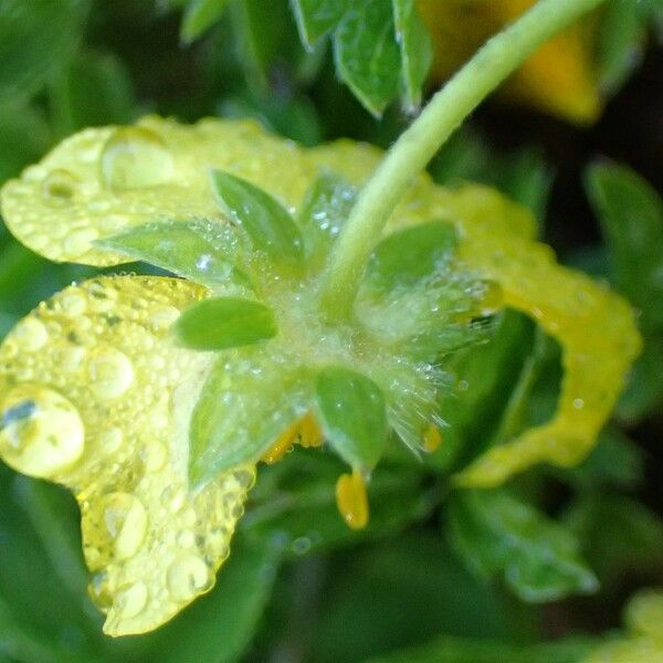 Potentilla aurea Fruit