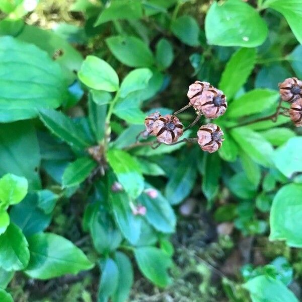 Chimaphila umbellata Owoc