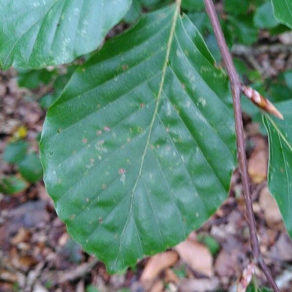 Fagus sylvatica Deilen