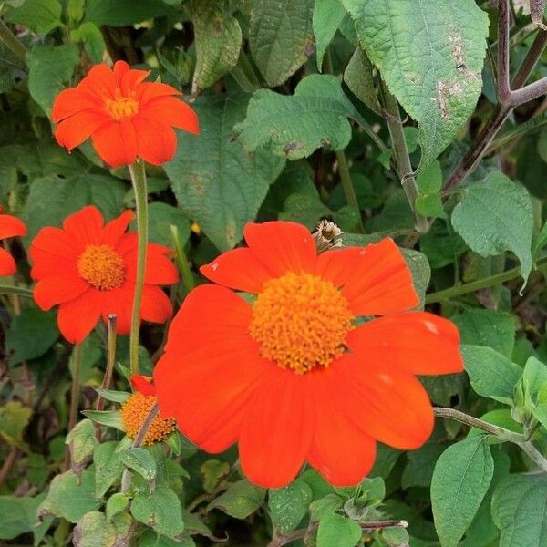 Tithonia rotundifolia Kwiat