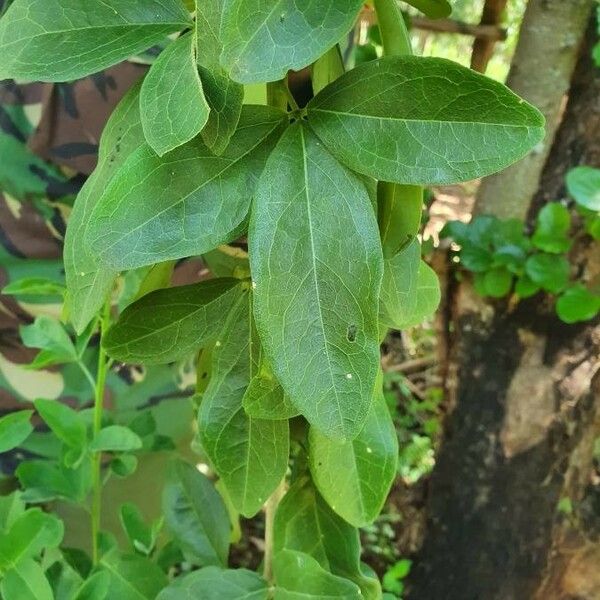 Maerua triphylla 叶