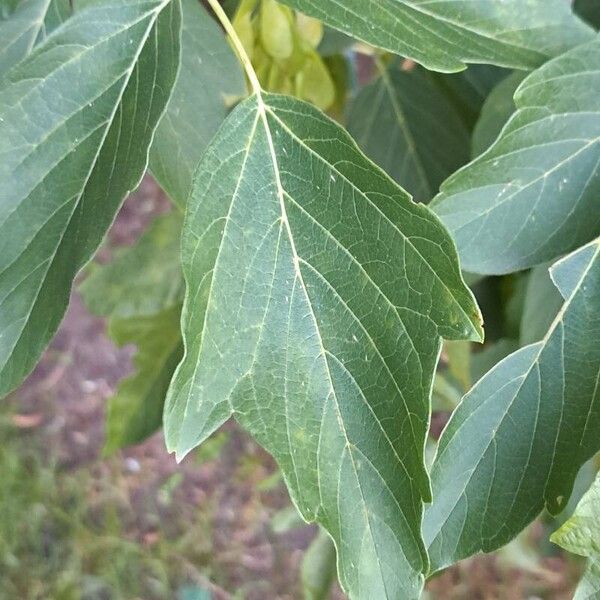 Acer negundo Hoja