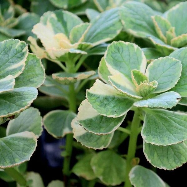 Coleus caninus Leaf