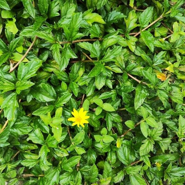 Sphagneticola trilobata Fleur