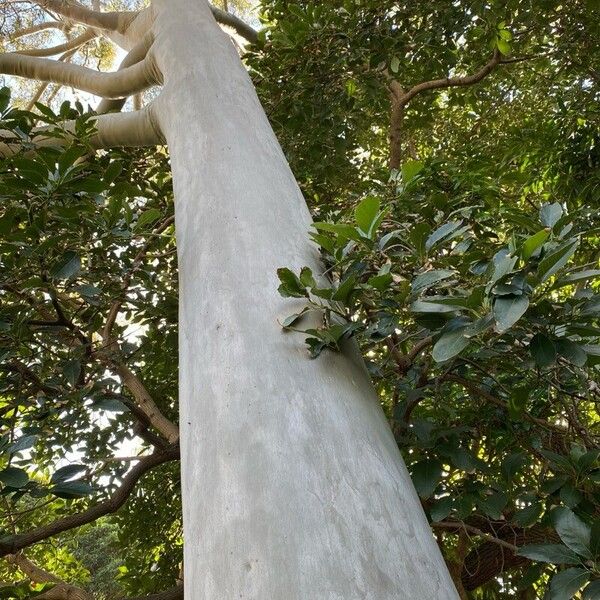 Corymbia citriodora Bark
