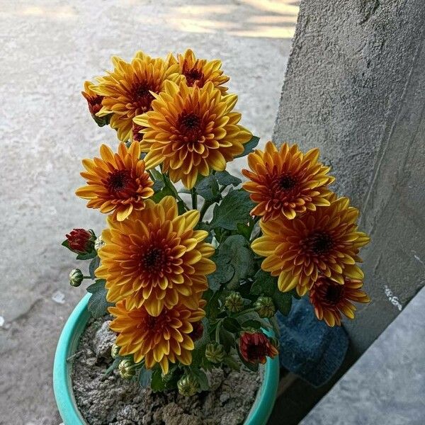 Chrysanthemum indicum Blodyn