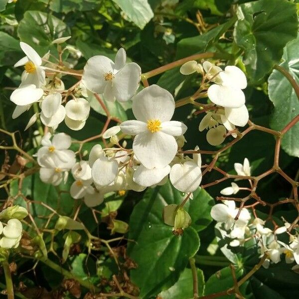 Begonia minor 花