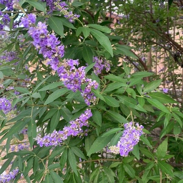 Vitex agnus-castus Virág