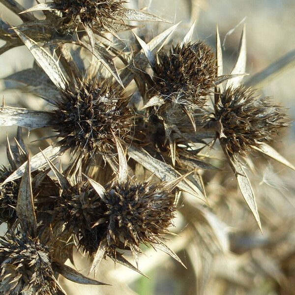 Eryngium maritimum Fruit