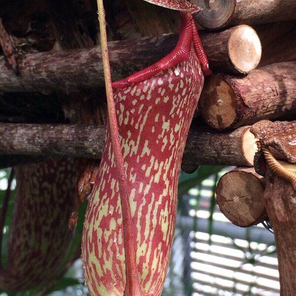 Nepenthes mirabilis Flor