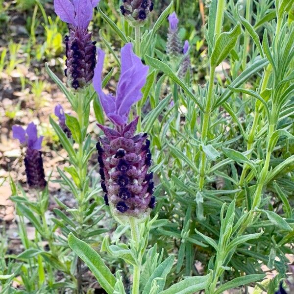 Lavandula stoechas Kukka