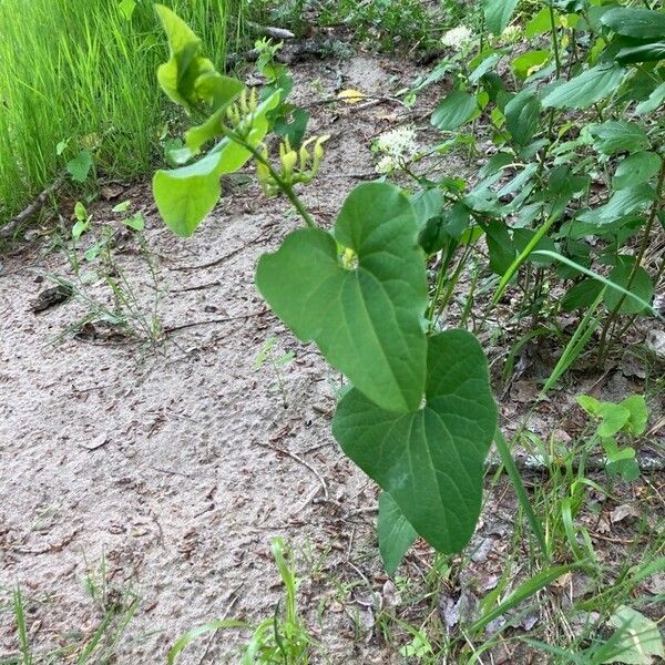 Aristolochia clematitis Vivejo