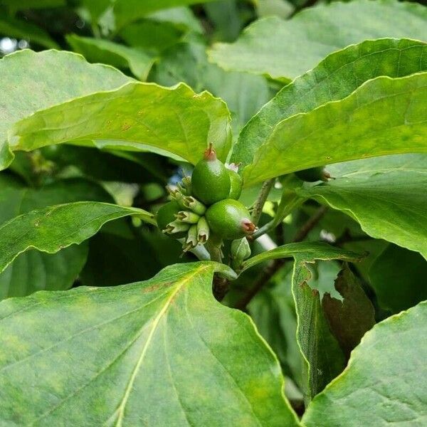 Cornus florida Fruit