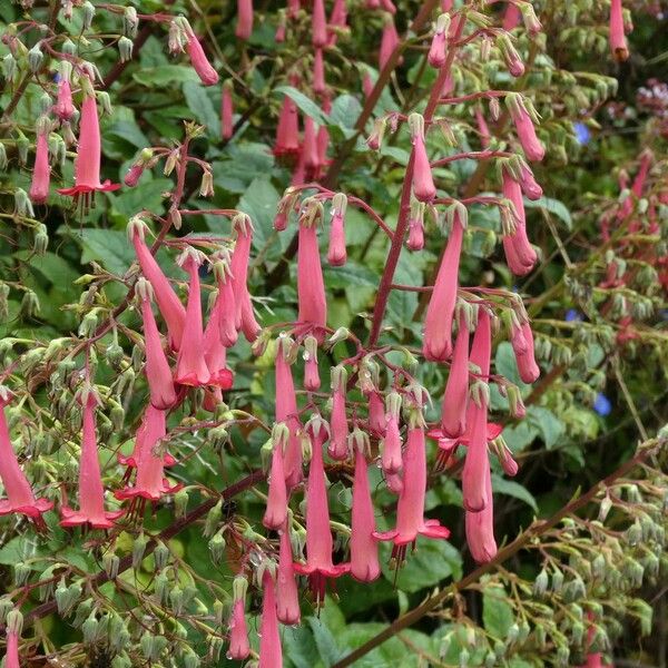 Phygelius aequalis Blüte