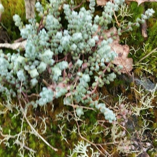 Sedum brevifolium 葉